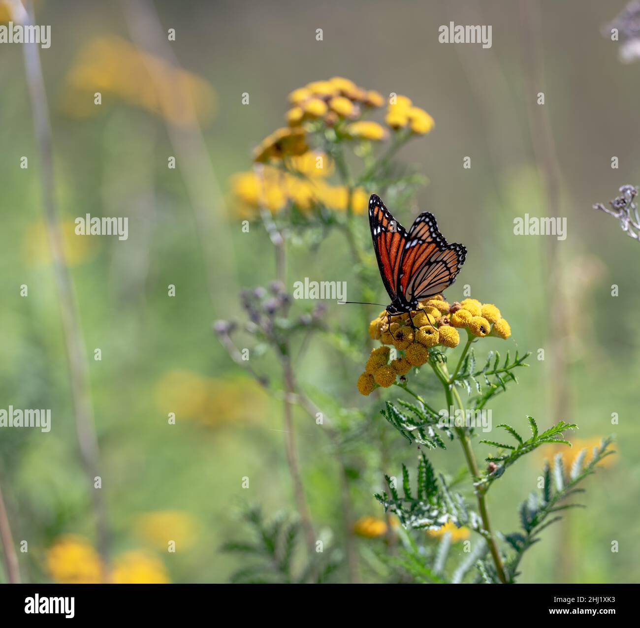 jardin de fleurs fleurissant au printemps, fleurs colorées avec la lumière du soleil du matin Banque D'Images