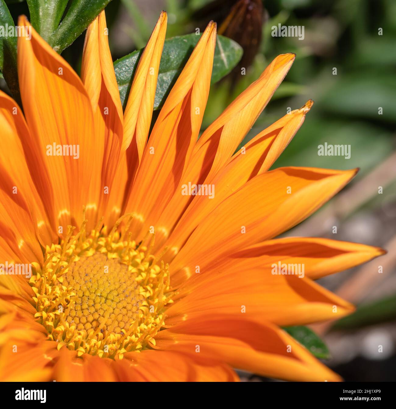 jardin de fleurs fleurissant au printemps, fleurs colorées avec la lumière du soleil du matin Banque D'Images