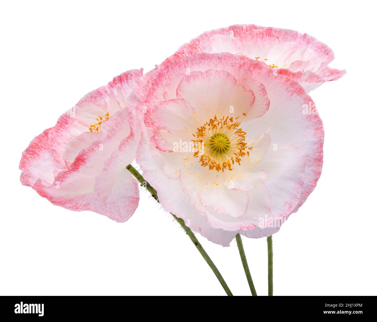 Fleur de pavot blanche et rose isolée sur le blanc Banque D'Images