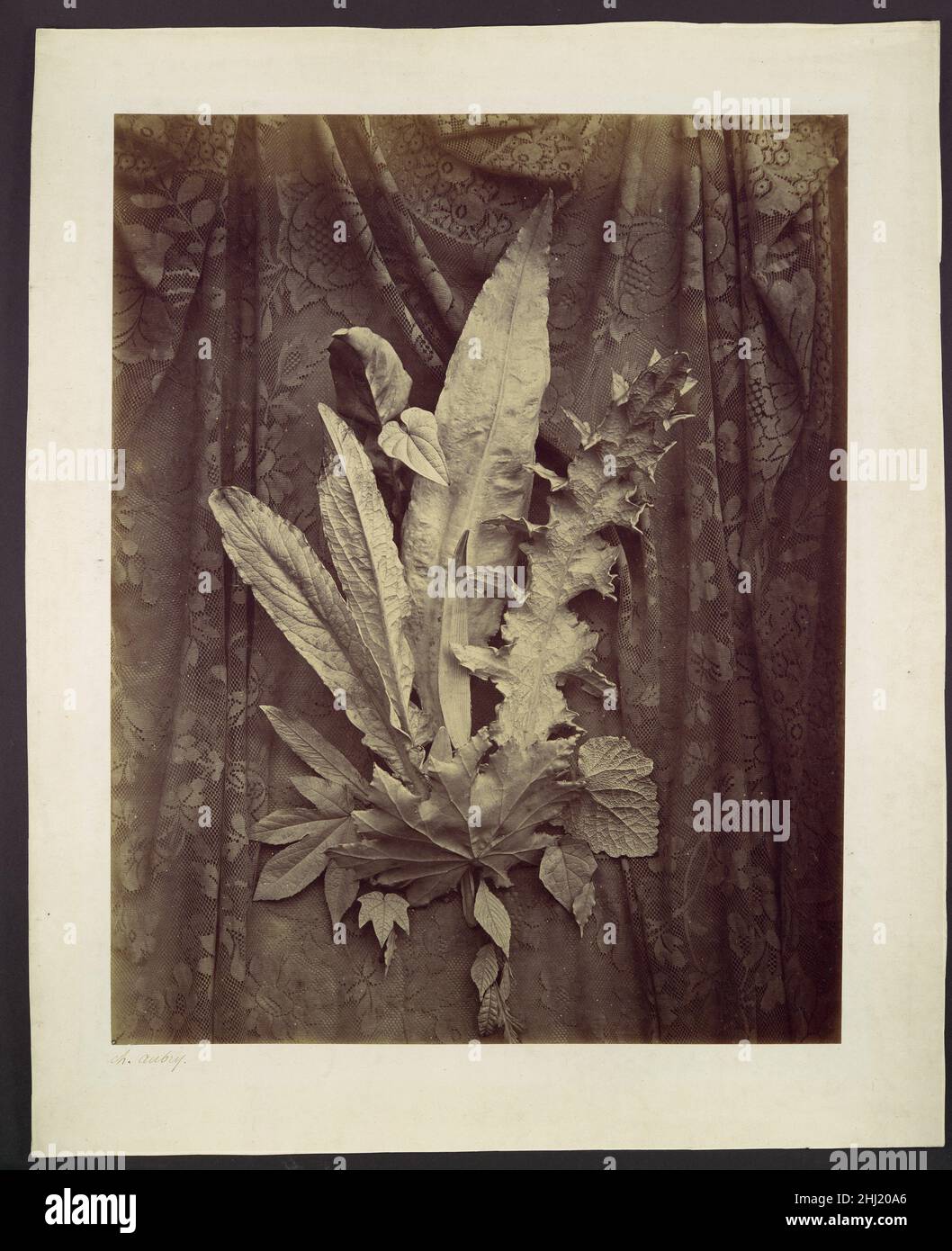 [Étude des feuilles sur un fond de dentelle florale] 1864 Charles Hippolyte Aubry Français en plus des compositions florales plus traditionnelles, Aubry a produit des études de feuilles, individuelles ou groupées, immergées dans le plâtre et photographiées avec la lumière de ratissage pour révéler leurs formes et structures exquises.À mi-chemin entre le monde naturel d'où ils ont été cueillés et le Royaume des trophées sculptés, papier peint imprimé, et tapis tissés qu'ils étaient censés servir, les feuilles d'Aubry possèdent une présence sculpturale extraordinaire et mélangent habilement la beauté naturelle et stylisée.en 1864 Aubry était un nouveau t Banque D'Images