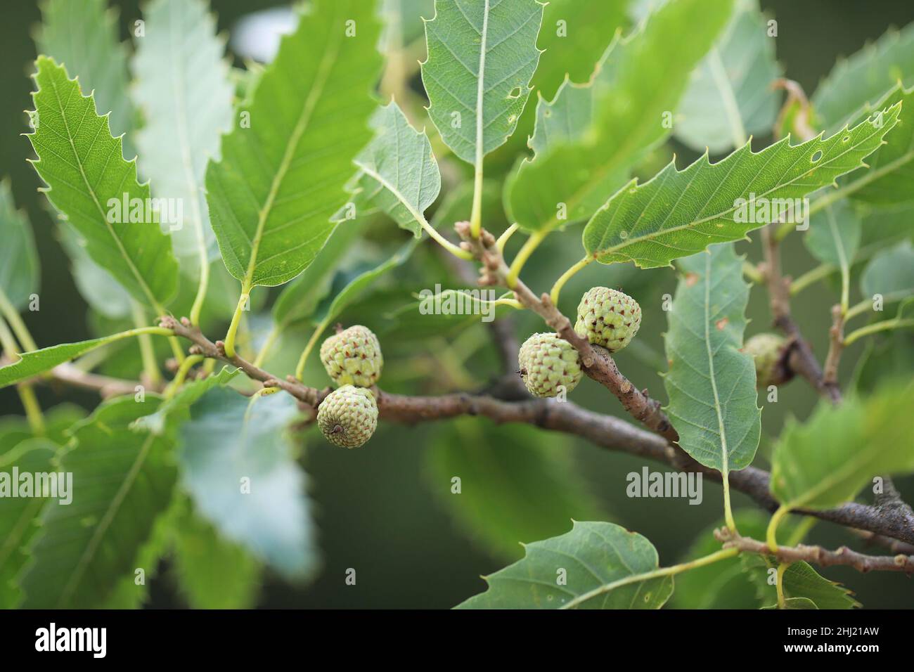 Gros plan des feuilles vertes et des glands de Oak - Quercus. Banque D'Images