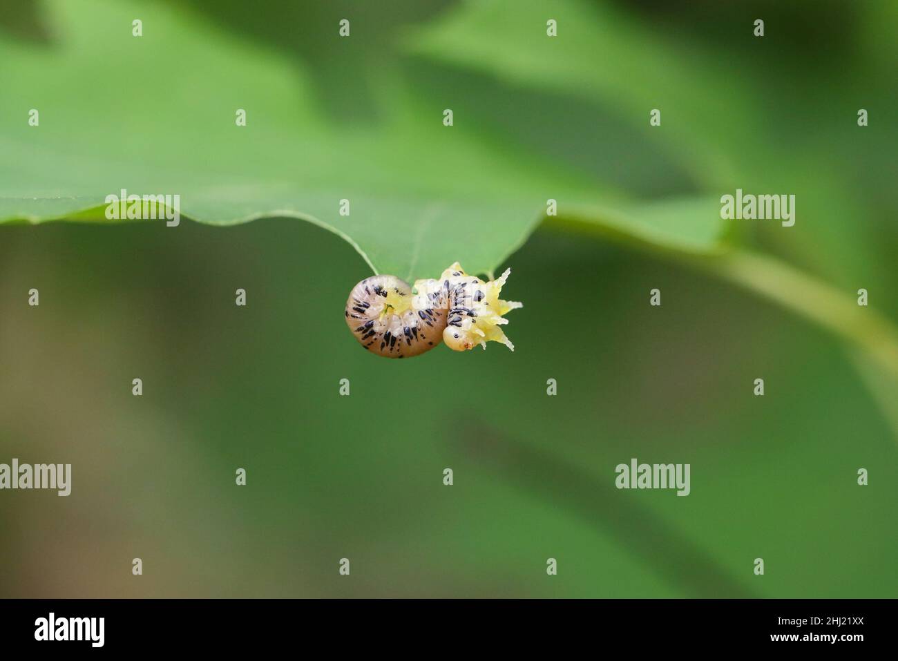 Insect Grub Banque De Photographies Et D Images A Haute Resolution Alamy
