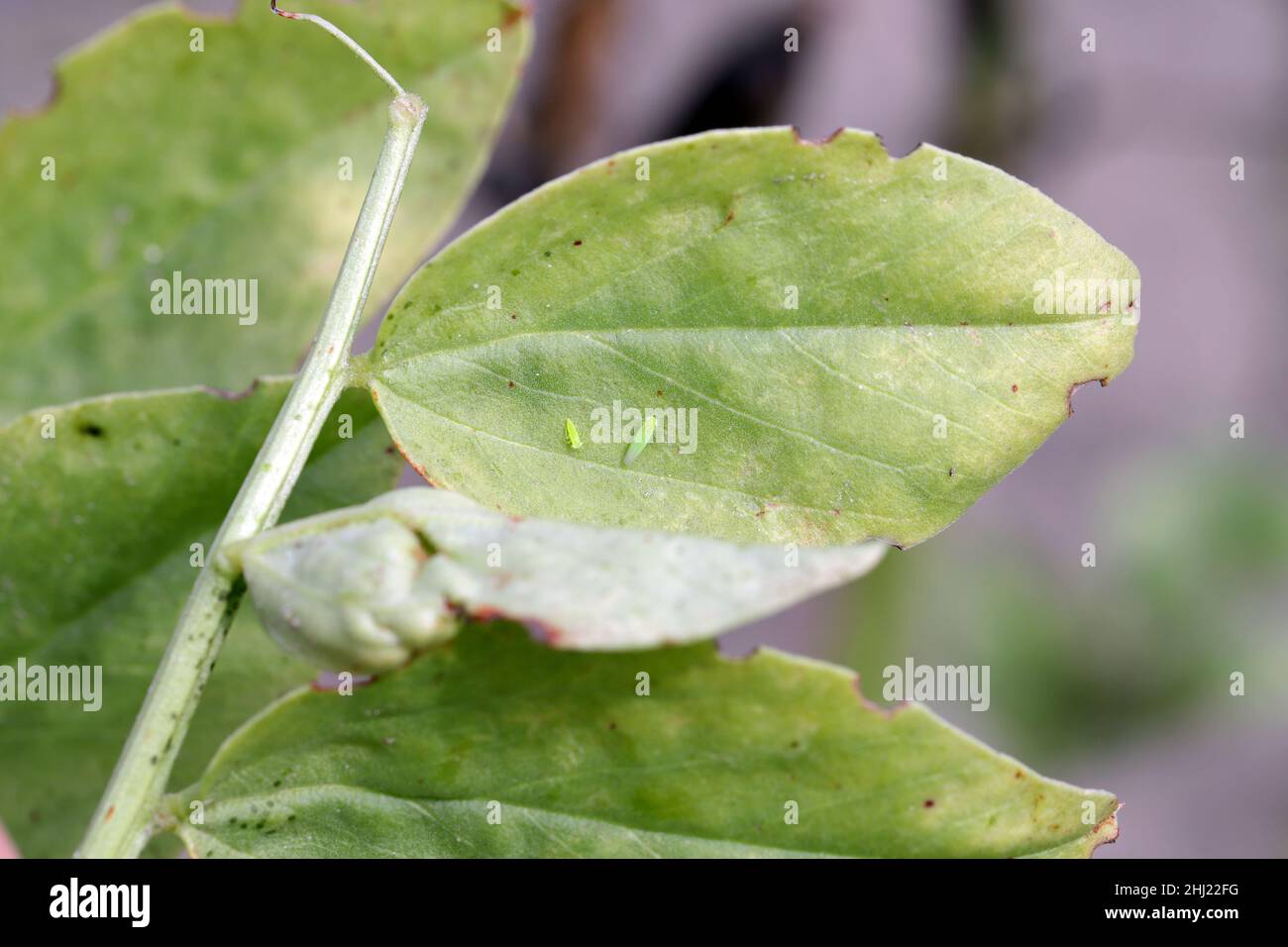 La petite cicadelle - Empoasca sur les feuilles de fèves.Ce sont des ravageurs des cultures qui sucent la sève des plantes. Banque D'Images
