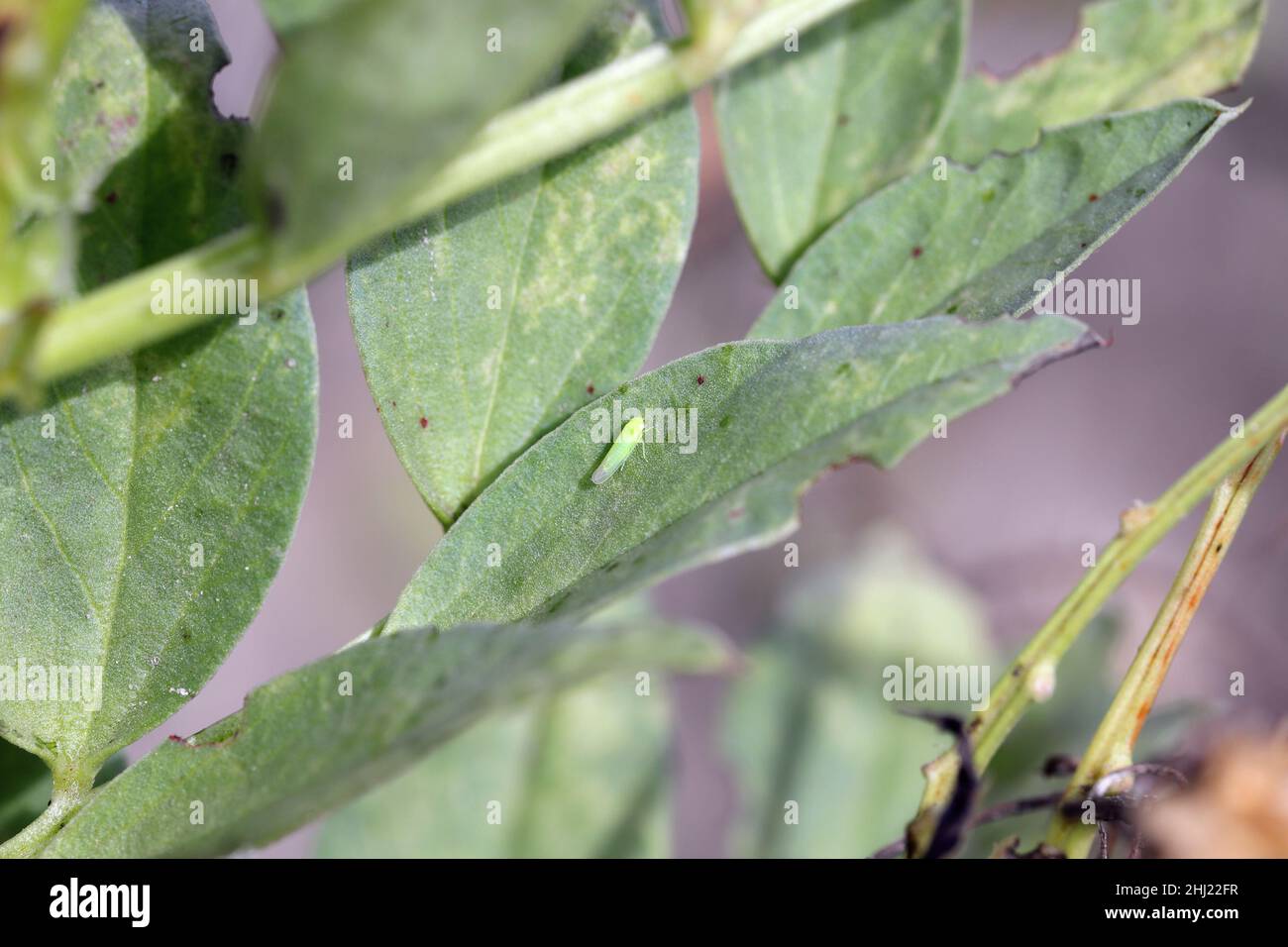 La petite cicadelle - Empoasca sur les feuilles de fèves.Ce sont des ravageurs des cultures qui sucent la sève des plantes. Banque D'Images