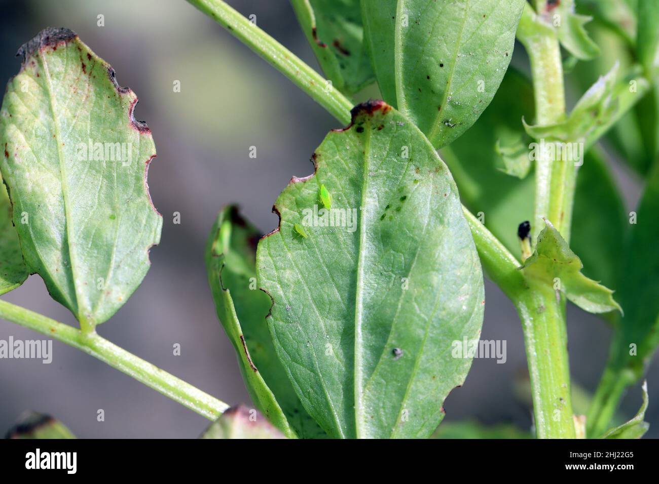 La petite cicadelle - Empoasca sur les feuilles de fèves.Ce sont des ravageurs des cultures qui sucent la sève des plantes. Banque D'Images