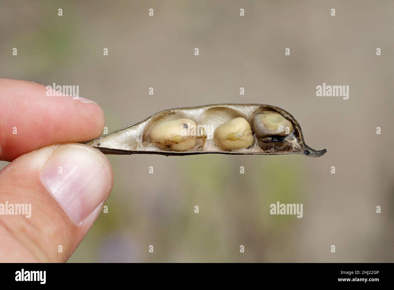 Maladie - pourriture grise causée par Botrytis fuckeliana, cinerea sur les gousses de haricots larges. Banque D'Images