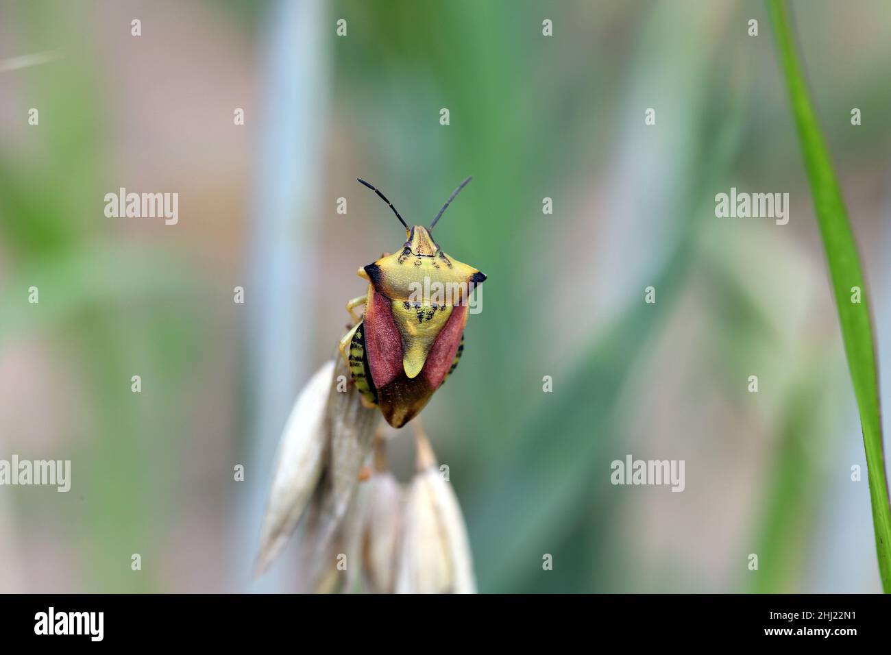 Le bug de bouclier Carpocoris fuscispinus macro.Un insecte reposant sur une tige de céréales. Banque D'Images