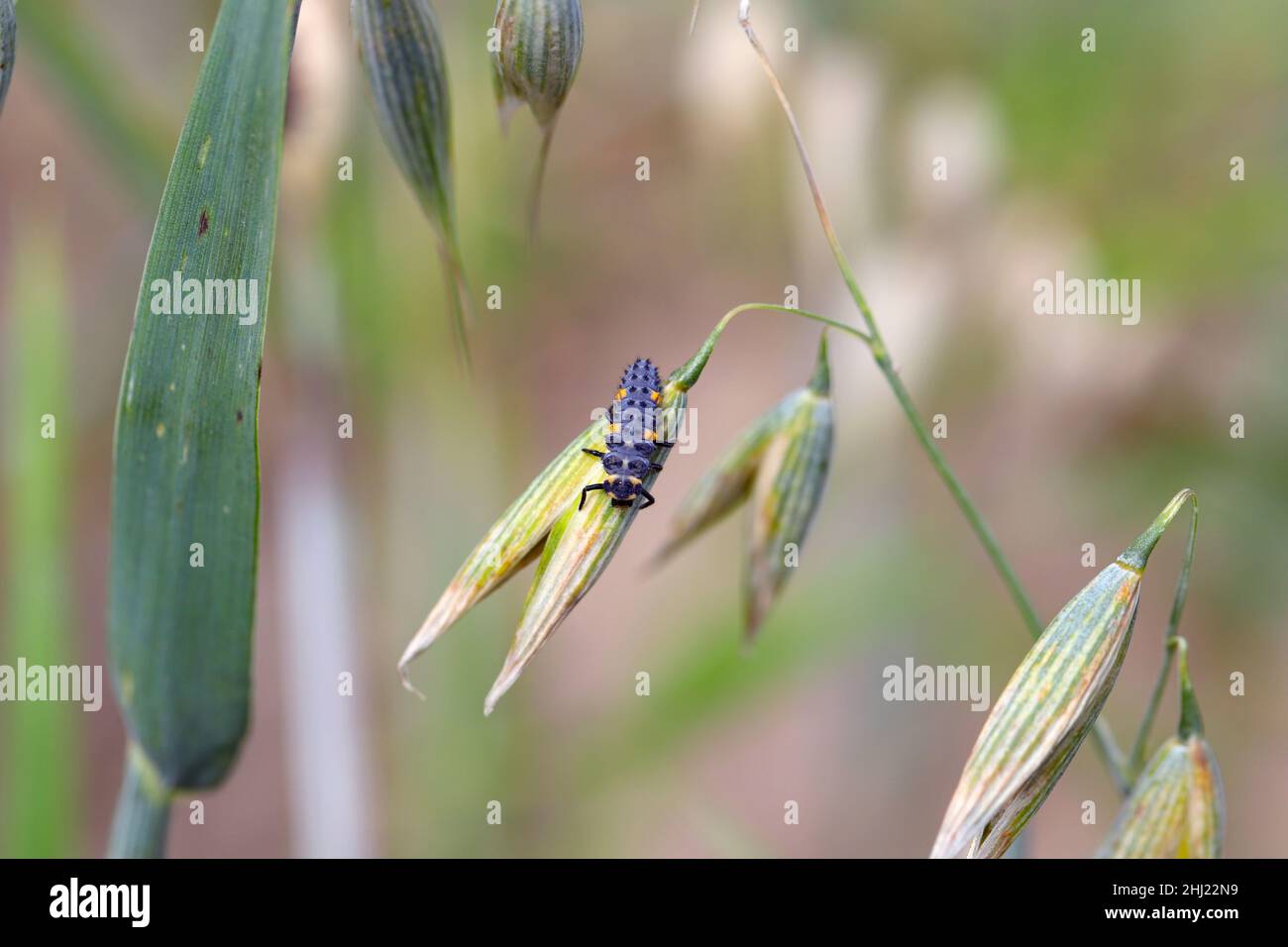 coccinella septempunctata, ladybird à sept taches - larve.C'est un prédateur commun de chasse pour les ravageurs des plantes.Insecte sur l'avoine. Banque D'Images