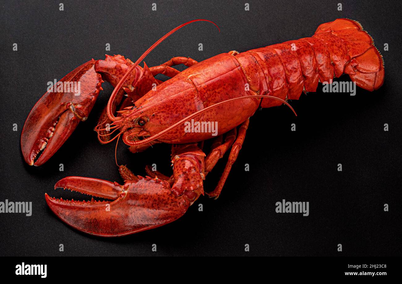 Homard cuit sur fond noir, vue de dessus Banque D'Images