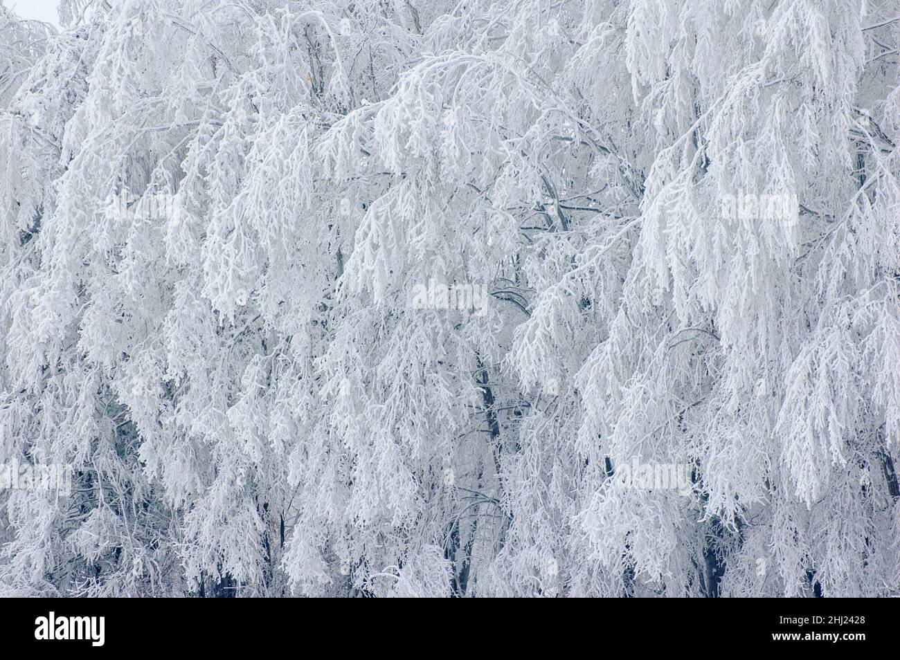 Paysage d'hiver.Arbres enneigés.Les branches de l'arbre suspendues se plient sous le poids de la glace. Banque D'Images