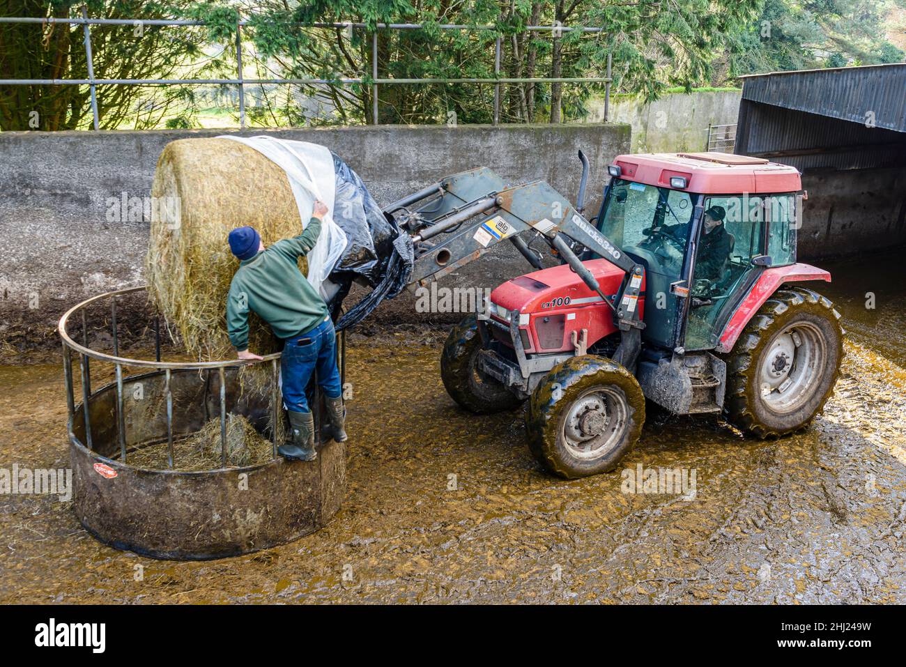 Deux agriculteurs chargent une balle de foin dans une gouttière d'alimentation à l'aide d'un tracteur dans une ferme. Banque D'Images