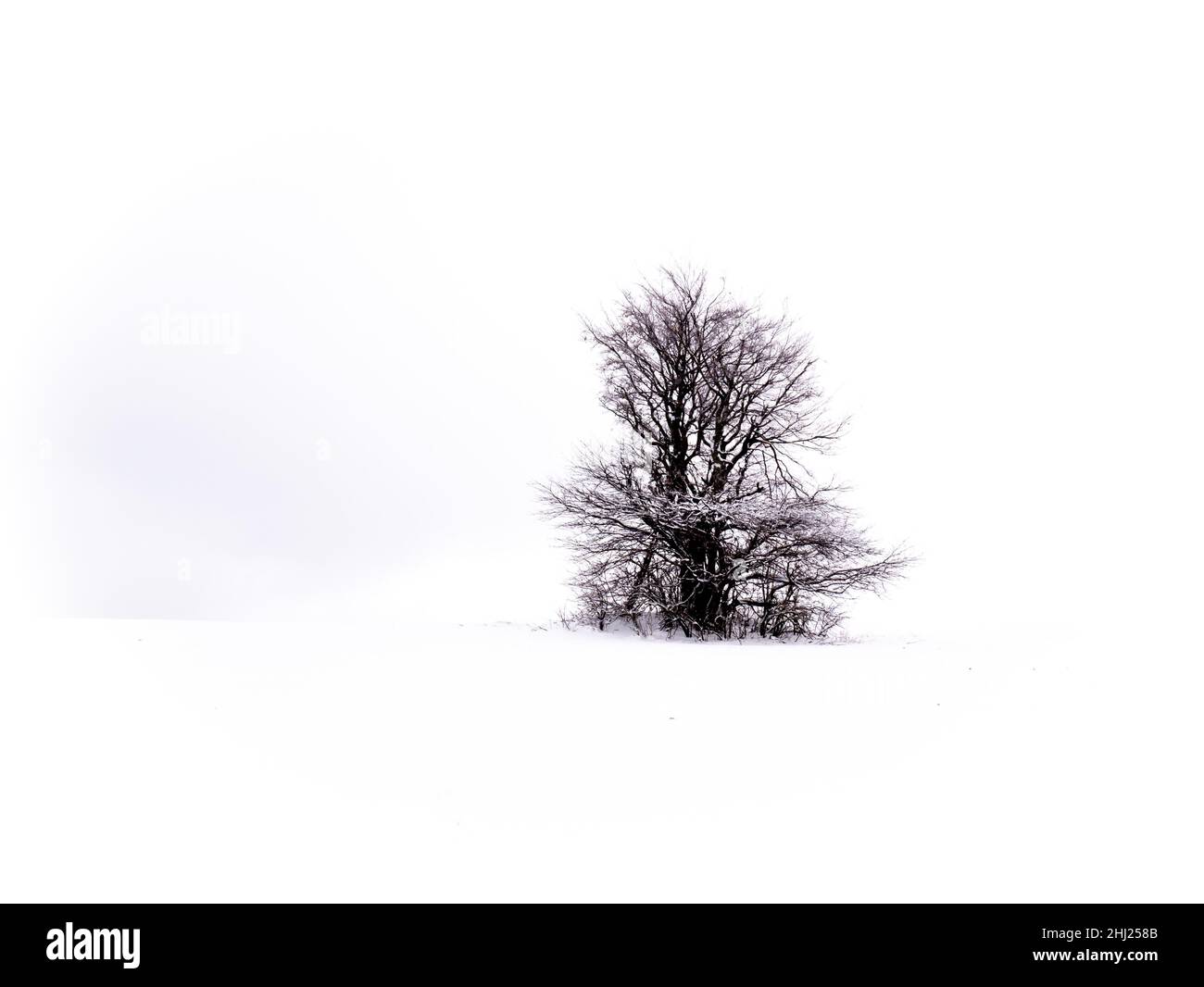 Arbre solitaire isolé sur fond blanc enneigé et nuageux entouré d'un paysage sombre mystérieux.Paysage enneigé d'hiver, région de Vysocina, République Tchèque Banque D'Images