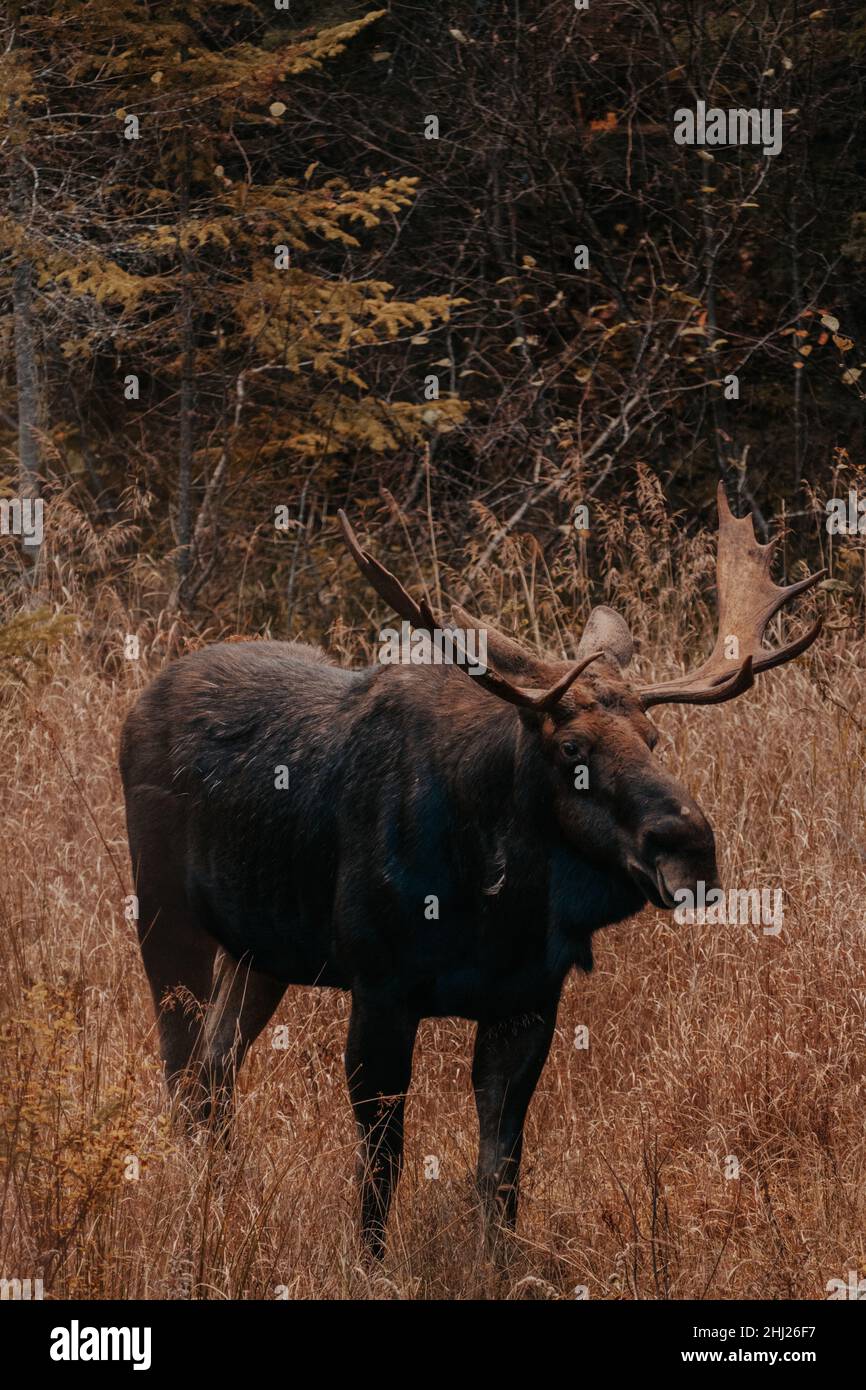 Un magnifique orignal dans le parc provincial Algonquin. Banque D'Images Un magnifique orignal dans le parc provincial Algonquin. Banque D'Images