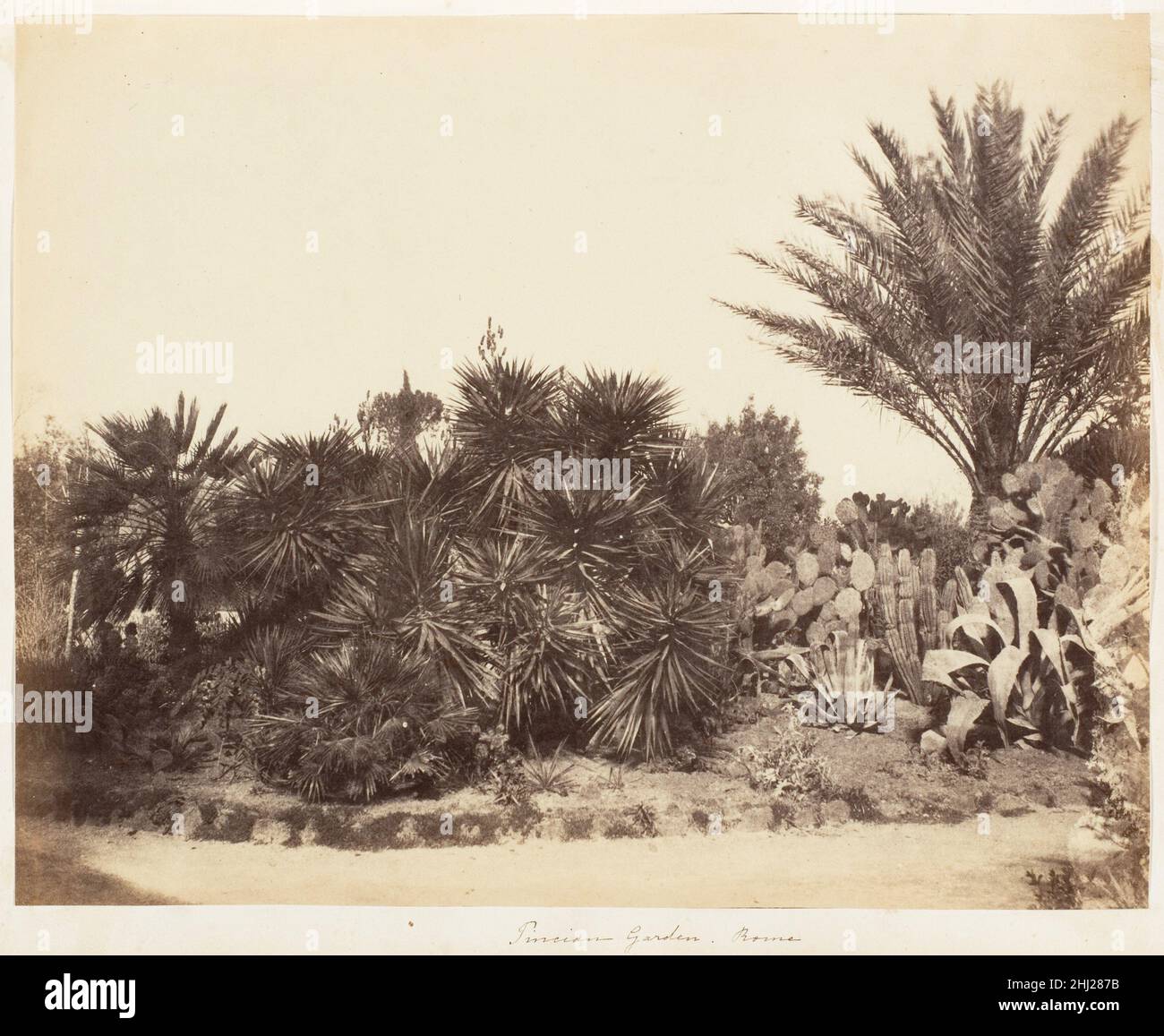 Pincian Garden, Rome 1853–56 peut-être par Jane Martha St. John British St. John a probablement été attiré à la photographie par son amitié avec la famille Llewelyn, les parents de William Henry Fox Talbot qui a pris un vif intérêt pour le milieu.Elle et son mari ont visité l'Italie en 1856, où elle est devenue une photographe infatigable.Elle a enregistré tous les sites principaux de Rome et envoyé un groupe de tirages à Emma Llewelyn, dont l'album est en vue ici.La photographie de la flore méditerranéenne caractéristique reflète les intérêts typiques de la femme victorienne bien éduquée, pour qui la photographie amateur et g Banque D'Images