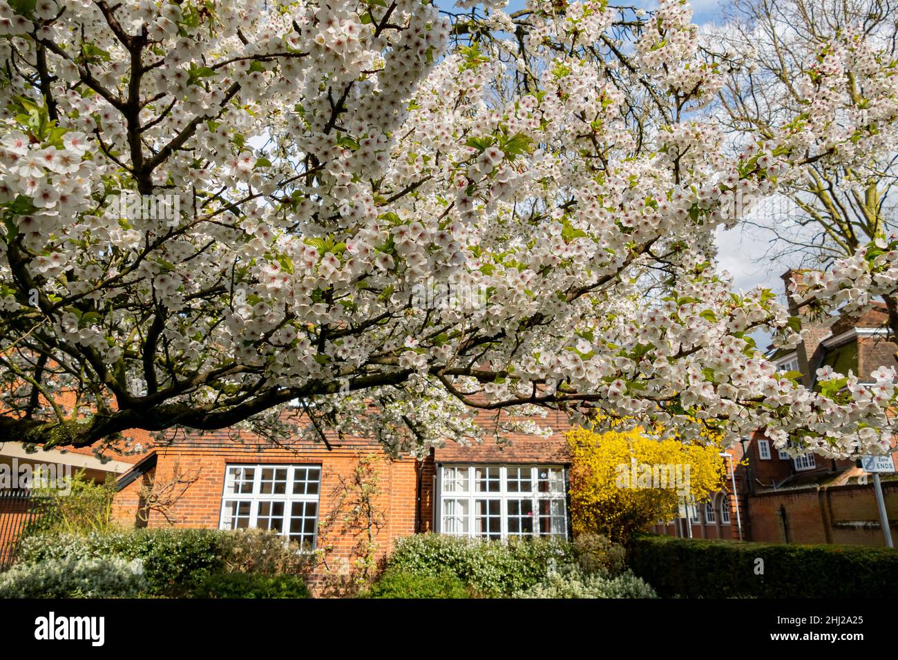 Cherry Blossm autour du célèbre Selwyn College de l'Université de Cambridge, Royaume-Uni Banque D'Images