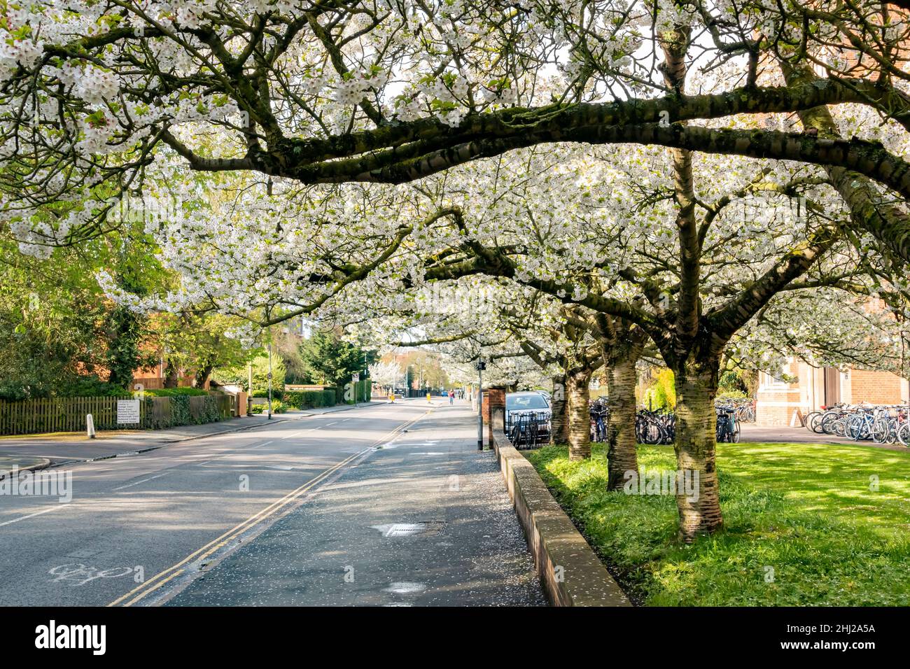 Cherry Blossm autour du célèbre Selwyn College de l'Université de Cambridge, Royaume-Uni Banque D'Images