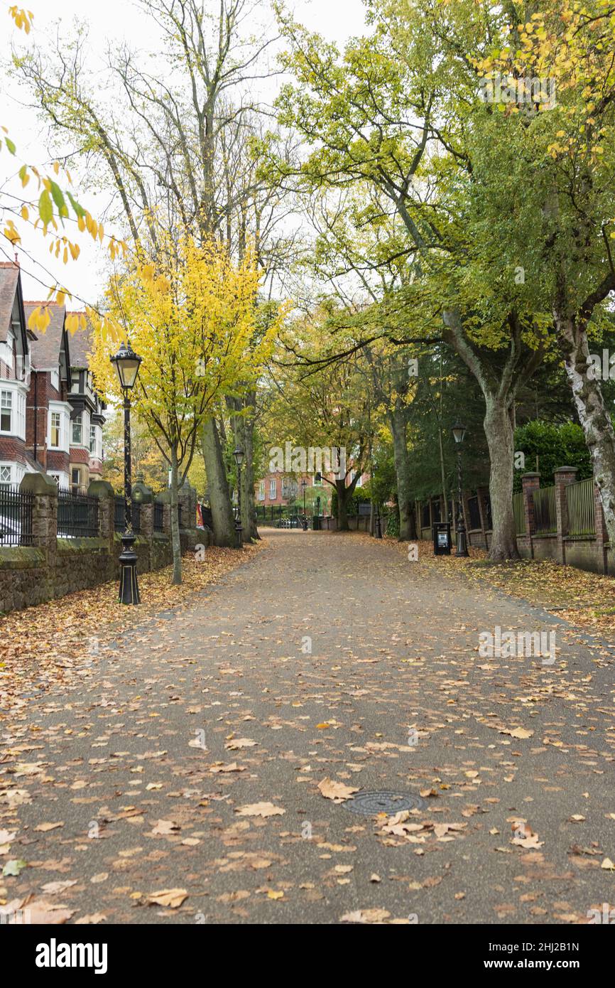 En menant à New Walk, en regardant Granville Road, on voit des feuilles d'automne rouges et orange sur le sol, des arbres de chaque côté. Banque D'Images