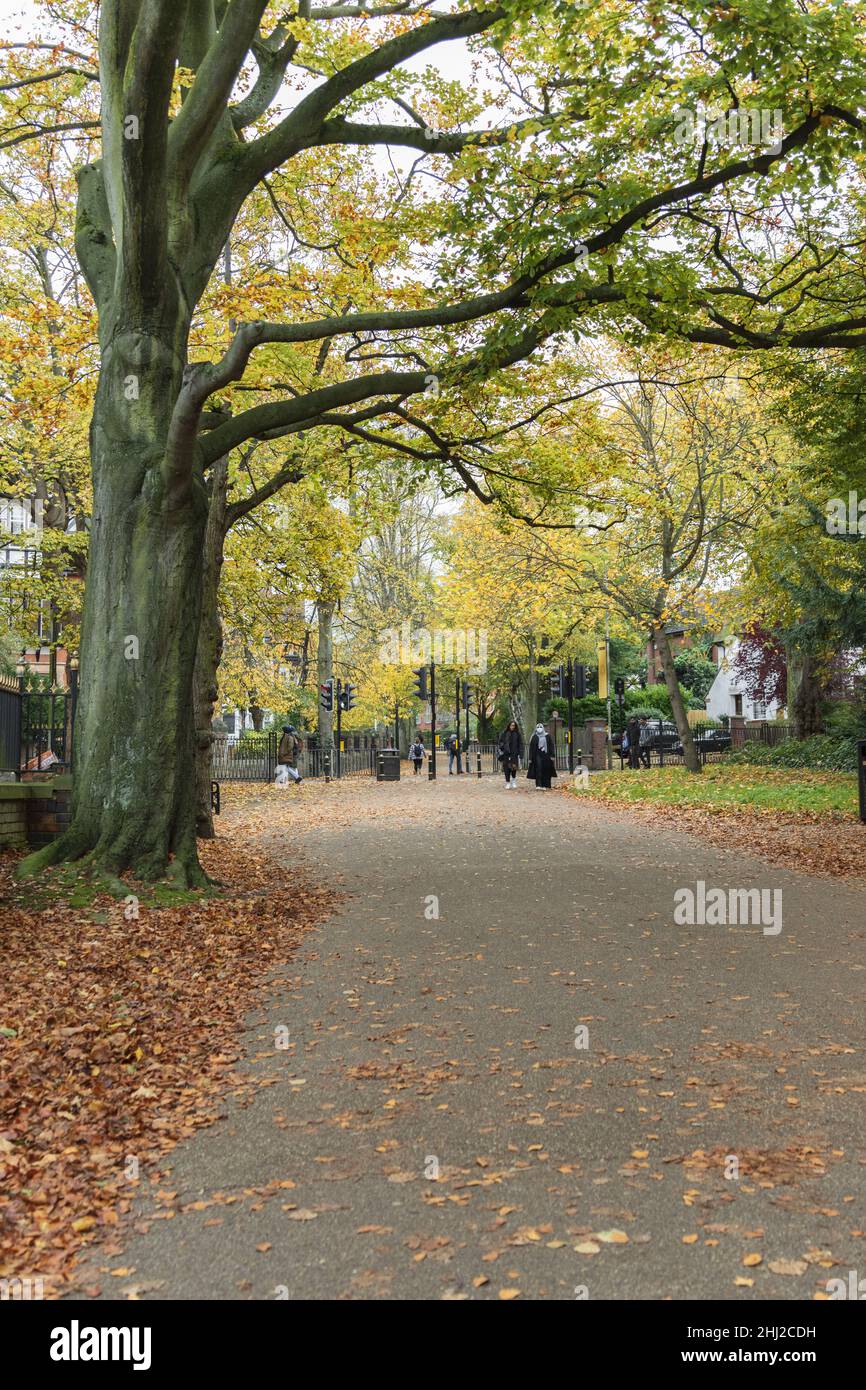 Nouvelle promenade, montrant l'ovale, avec des feuilles jaune vif et orange.Arbres et ligne de feuilles d'automne orange sur la chaussée. Banque D'Images