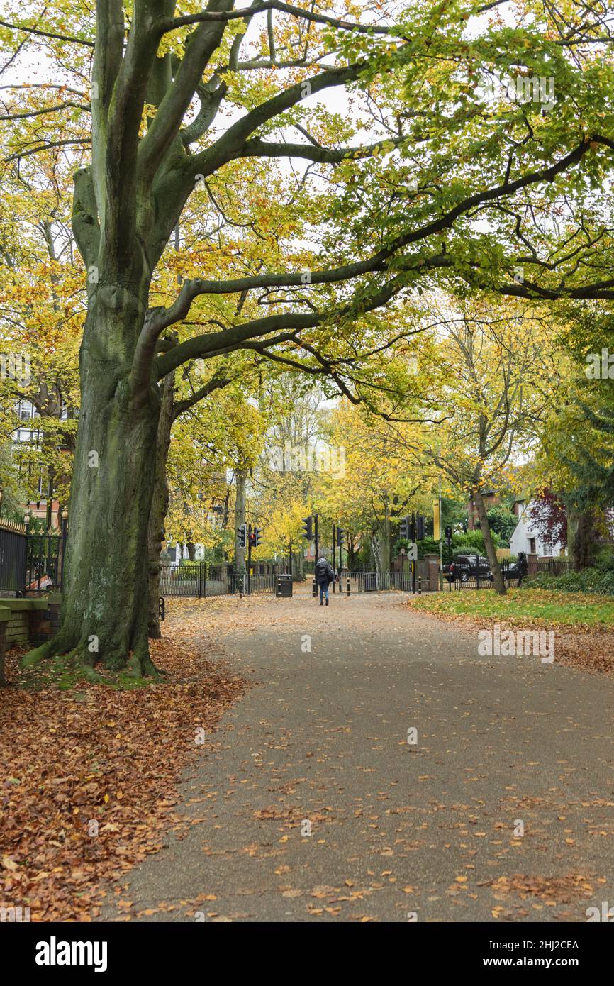 Nouvelle promenade, montrant l'ovale, avec des feuilles jaune vif et orange.Arbres et ligne de feuilles d'automne orange sur la chaussée. Banque D'Images