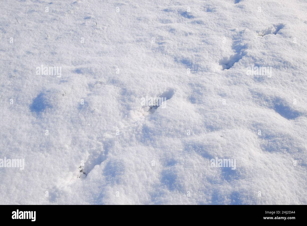 Traces de loup dans la neige Banque de photographies et d’images à