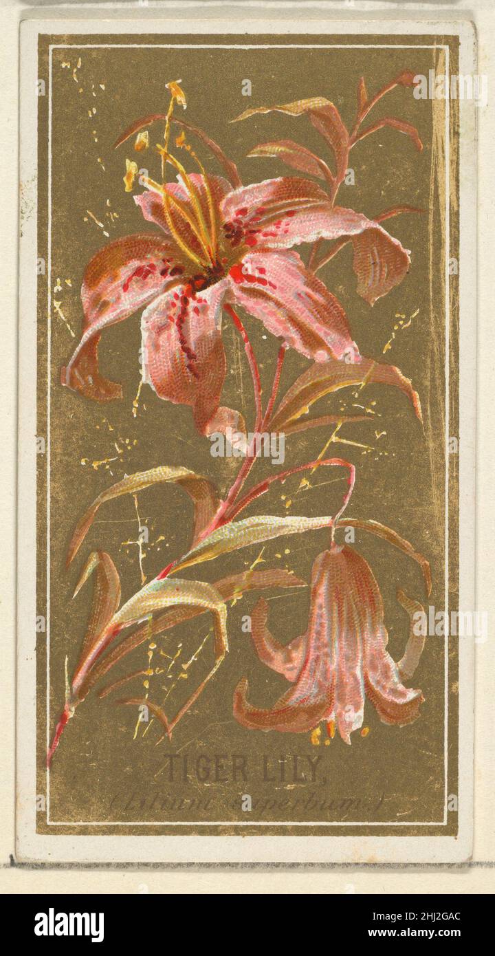 Tiger Lily (Lilium superbum), de la série Flowers for Old Judge cigarettes 1890 émise par Goodwin & Company la série « Flowers » de cartes de collection (N164) a été émise par Goodwin & Company en 1890 pour promouvoir les cigarettes Old Judge.Le Metropolitan Museum of Art possède les 50 cartes de la série.Tigre Lily (Lilium superbum), de la série fleurs pour cigarettes Old Judge 400575 Banque D'Images