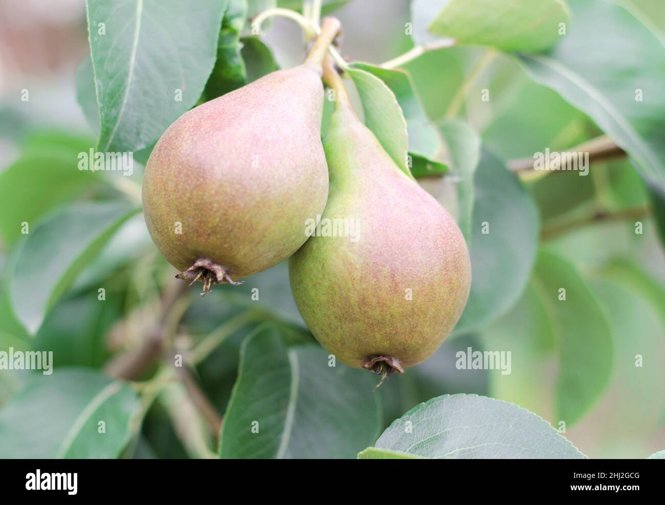 Deux poires mûres juteuses sur une branche d'arbre.Concept de jardinage Banque D'Images