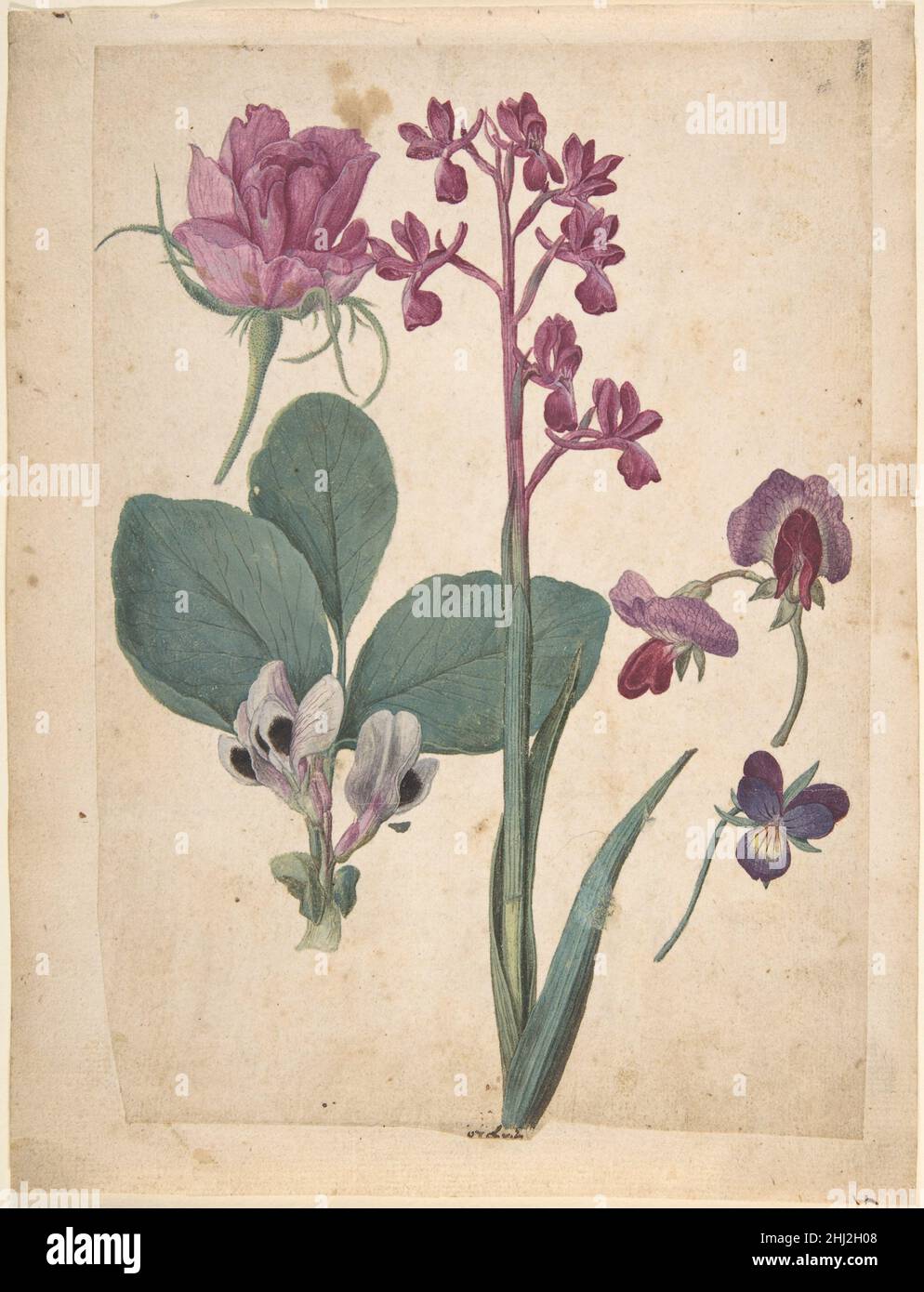 Une feuille d'études des fleurs :Une Rose, un Heartsease, un Pea doux, un Pea jardin, et une Orchidée à fleurs lax du 16th siècle Jacques le Moyne de morgues Français né à Dieppe, un centre de cartographie et d'illumination manuscrite, le Moyne de morgues a émigré à Londres, probablement à la suite des massacres de Huguenot de 1572.Cette feuille d'études sur les fleurs appartient à un groupe qui vient d'être mis en lumière.Ils sont stylistiques à un ensemble de 59 aquarelles du Victoria and Albert Museum qui portent des inscriptions en français et en latin et sont donc considérés à ce jour à partir du Frenc du Moyne de morgues Banque D'Images