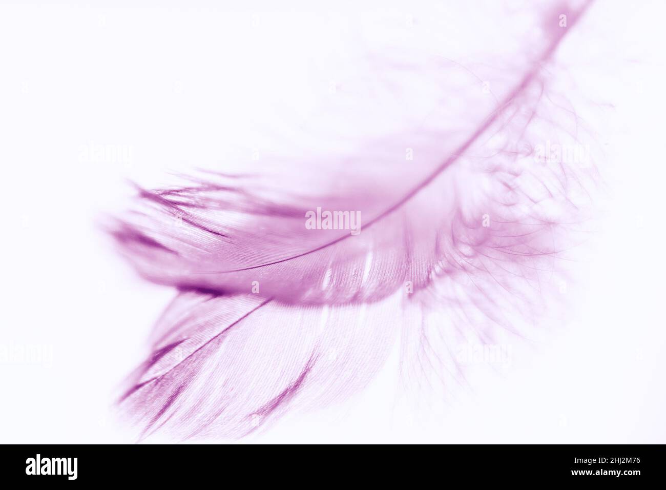 Plume d'oiseau violet sur la table du miroir.Carte art. Banque D'Images