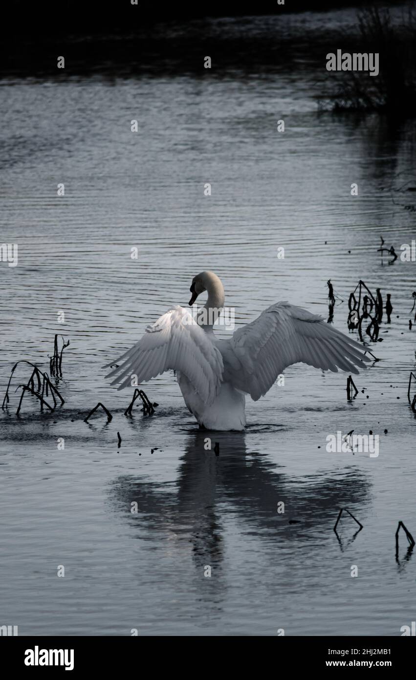 Belle Mute Swan sur une rivière calme avec quelques réflexions étonnantes et quelques ailes d'ange Banque D'Images
