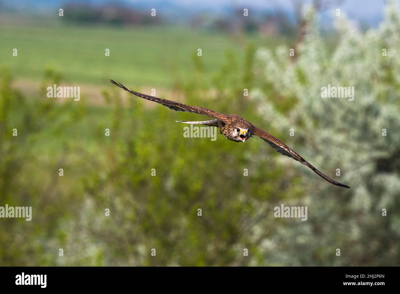 Kestrel commun (Falco tinnunculus), appelant la femme qui s'approche, Kiskunsag, Hongrie Banque D'Images