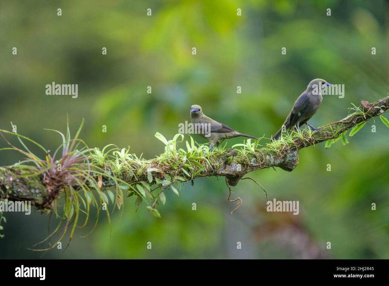 Palm Tanager (Thraudis palmarum), Laguna del Lagarto Eco-Lodge, San Carlos, province d'Alajuela, Costa Rica Banque D'Images