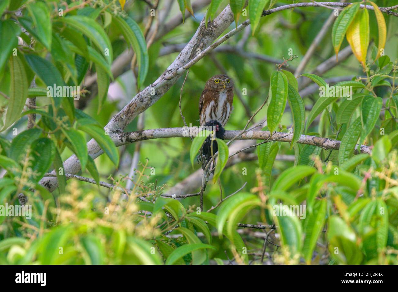 Chouette pygmée rouilleuse (Glaucidium brasilianum) avec une proie sur une branche, Laguna del Lagarto Eco-Lodge, San Carlos, province d'Alajuela, Costa Rica Banque D'Images