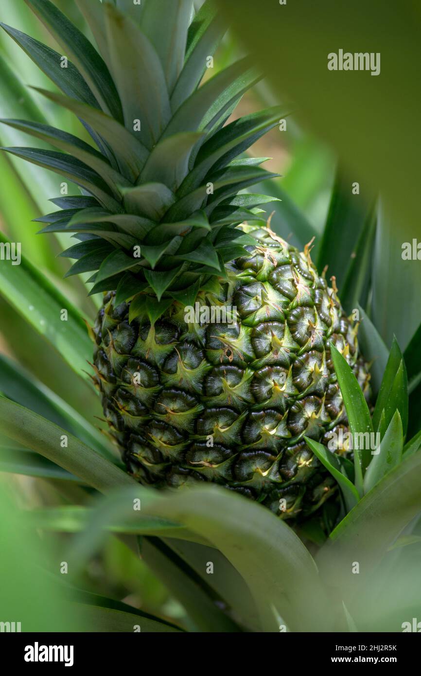 Ananas vert, San Carlos, province d'Alajuela, Costa Rica Banque D'Images