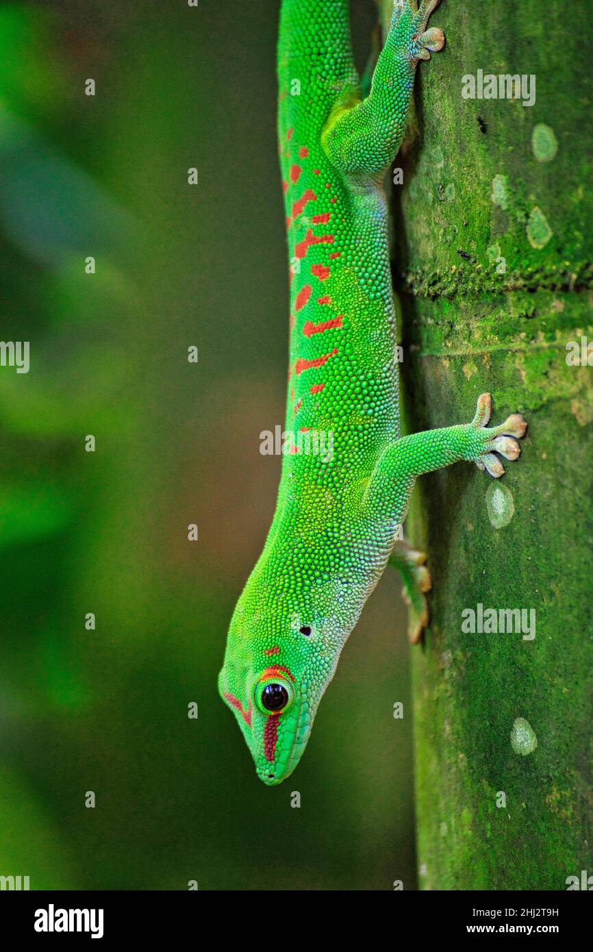 Gecko de Madagascar (Phelsuma madagascariensis) escalade d'un tronc, captif, occurrence Madagascar, Zoo de Zurich, Suisse Banque D'Images