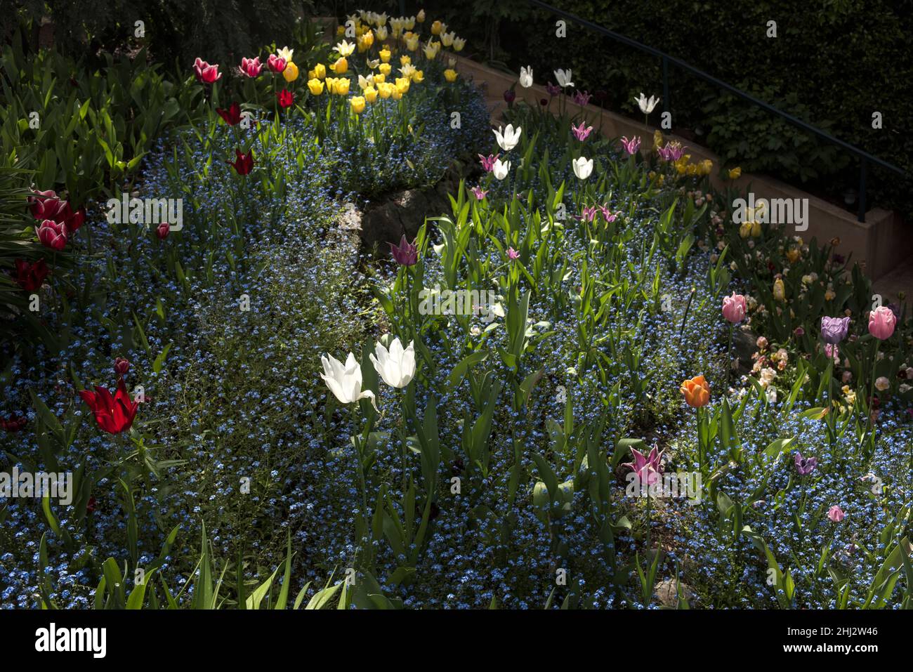 Jardins de tulipes à Crystal Hermitage, qui fait partie de la communauté Ananda située à environ 15 miles au nord-est de Nevada City, Californie Banque D'Images