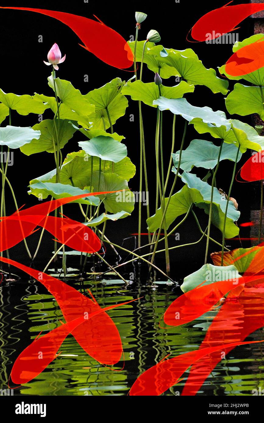 Photomontage, murale et lotus (Nelumbo), correct lotus, Yu Garden, Shanghai, Chine Banque D'Images