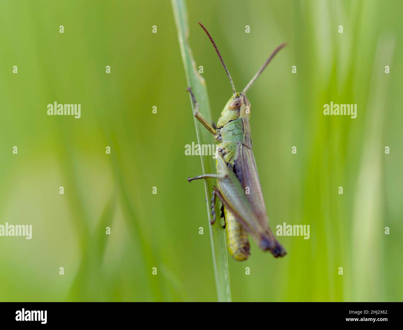 Sauterelle de prairie (Chorthippus parallélus), Solms, Hesse Banque D'Images