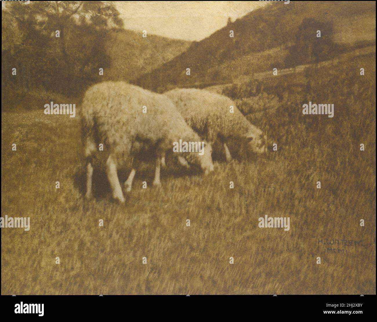 Sheep 1901 Hans Watzek Austrian dans des photographies telles que cette charmante image pastorale des moutons de pâturage, Watzek a démontré pourquoi il est considéré comme un membre de la Secession photographique de Vienne (connue sous le nom de Das Kleeblatt).Il est composé de manière experte, équilibré mais pas symétrique comme prévu, avec un subtil mélange de forme réticulée dans l'herbe de premier plan qui tire pleinement parti des capacités tonales de la photographie.Sa formation de dessinateur a sans aucun doute aidé ses choix esthétiques et lui a enseigné à identifier des scènes extérieures intrigantes à l'oeil.Parmi ceux qui ont reconnu son talent, on compte Alfred Stiegl Banque D'Images