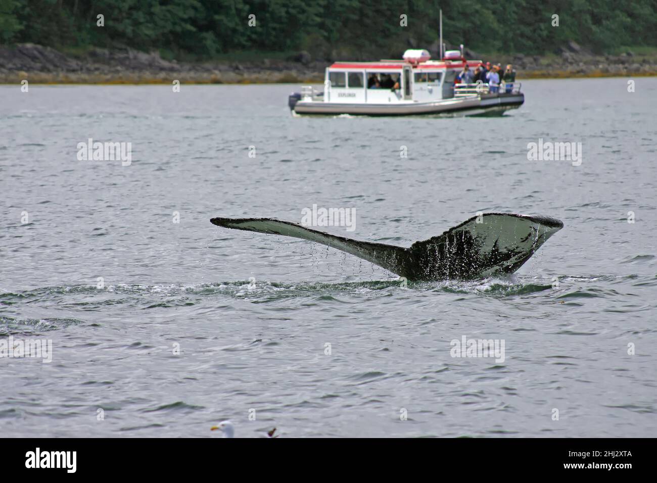 Fluke d'une baleine à bosse de plongée, alimentation à bulles, Juneau, passage intérieur, Alaska,ÉTATS-UNIS Banque D'Images