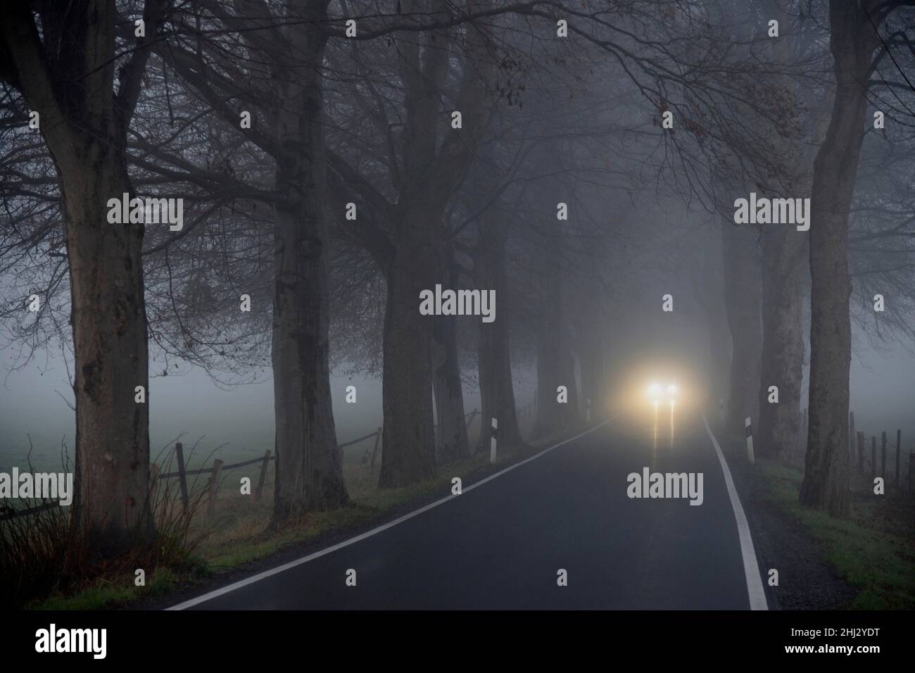 Avenue d'arbres dans le brouillard tôt le matin, voitures avec feux de croisement, Rhénanie-du-Nord-Westphalie, Allemagne Banque D'Images