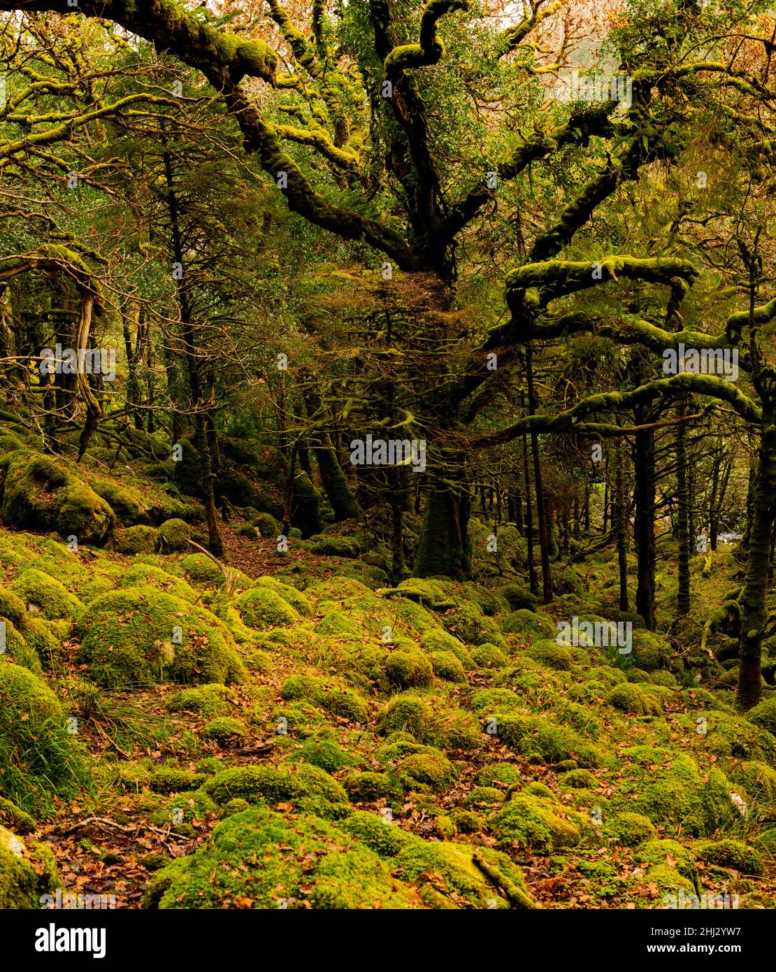 Arbre couvert de mousse, Killarny, comté de Kerry, Irlande Banque D'Images