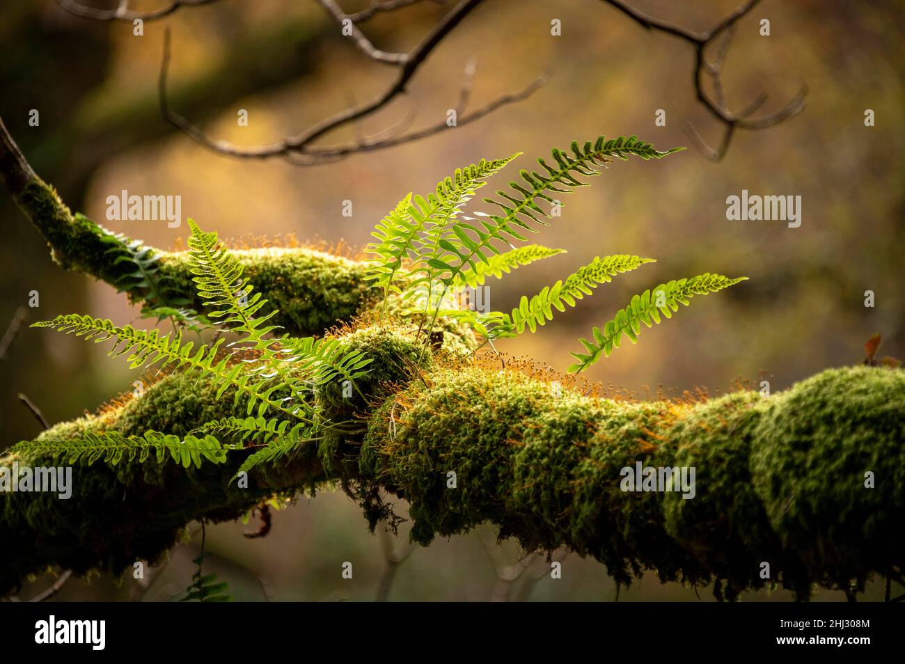 Fern sur branche recouverte de mousse, Glendalough, Wicklow, Irlande Banque D'Images