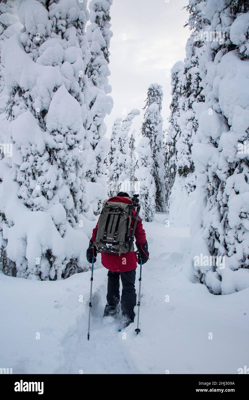 Photographe de raquettes entre arbres enneigés, Parc national de Riisitunturi, Laponie, Finlande Banque D'Images