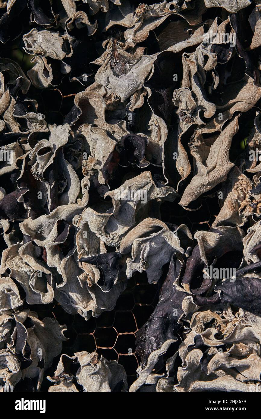 Vue rapprochée des champignons secs. Banque D'Images