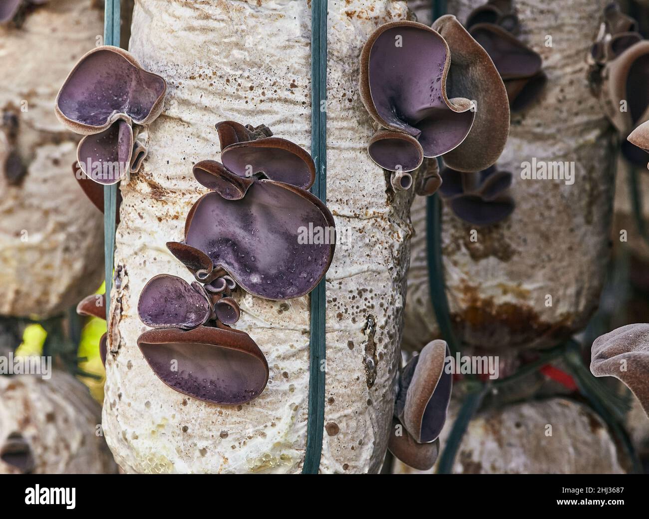 Les Juifs épis de champignons ou le champignon de l'oreille de gelée (Auricularia auricula-judae) poussent à la ferme et sont prêts à récolter.Il est très largement utilisé dans le coo asiatique Banque D'Images