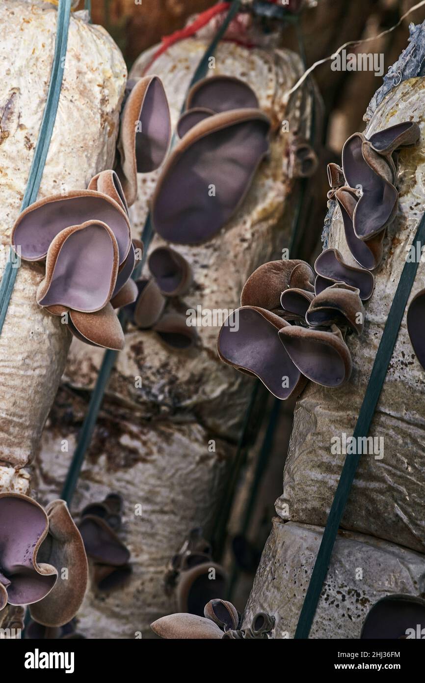 Ferme biologique de l'oreille du juif (Auricularia auricula-judae) à Don Duong distrct, Da Lat ville il est très largement utilisé dans la cuisine asiatique. Banque D'Images