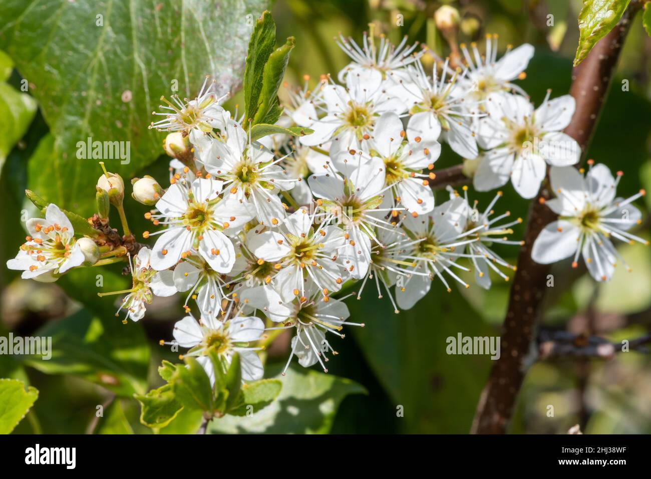 Gros plan de la fleur de sloe pollinisée (prunus spinosa) Banque D'Images