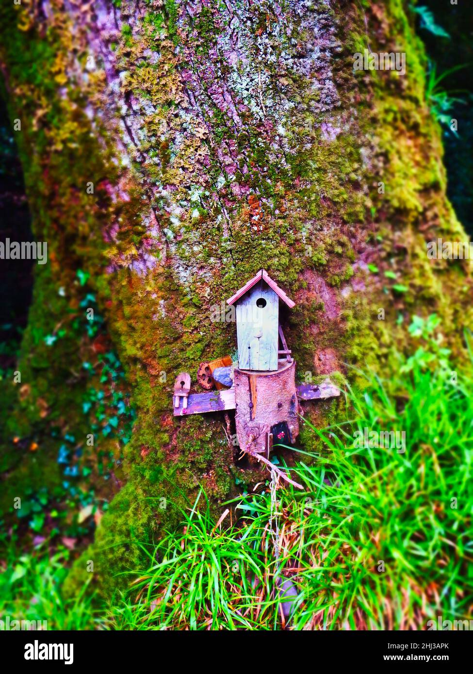 maison de fées colorée dans la forêt irlandaise Banque D'Images