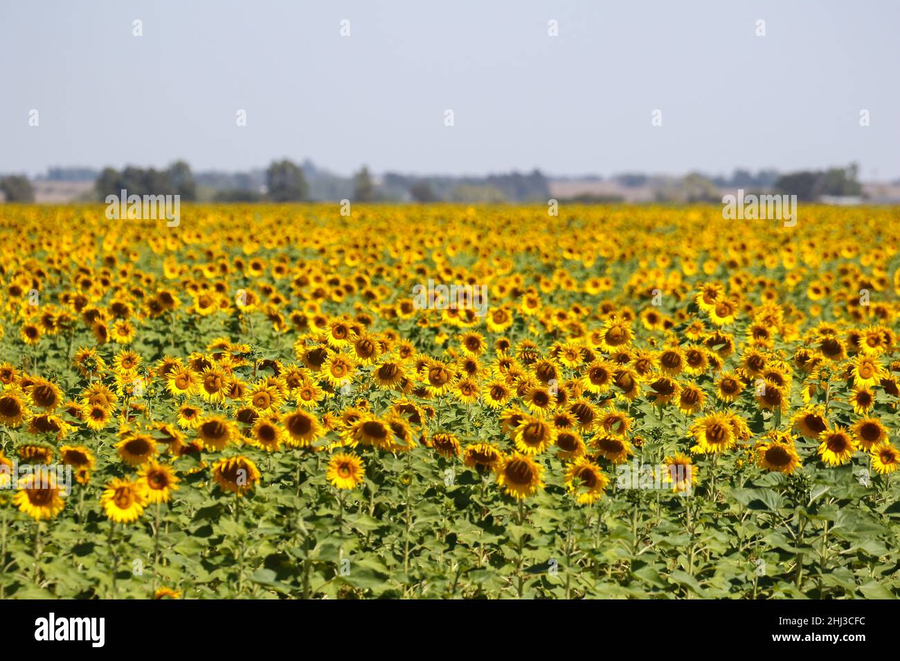 Culture du tournesol, Afrique du Sud Banque D'Images