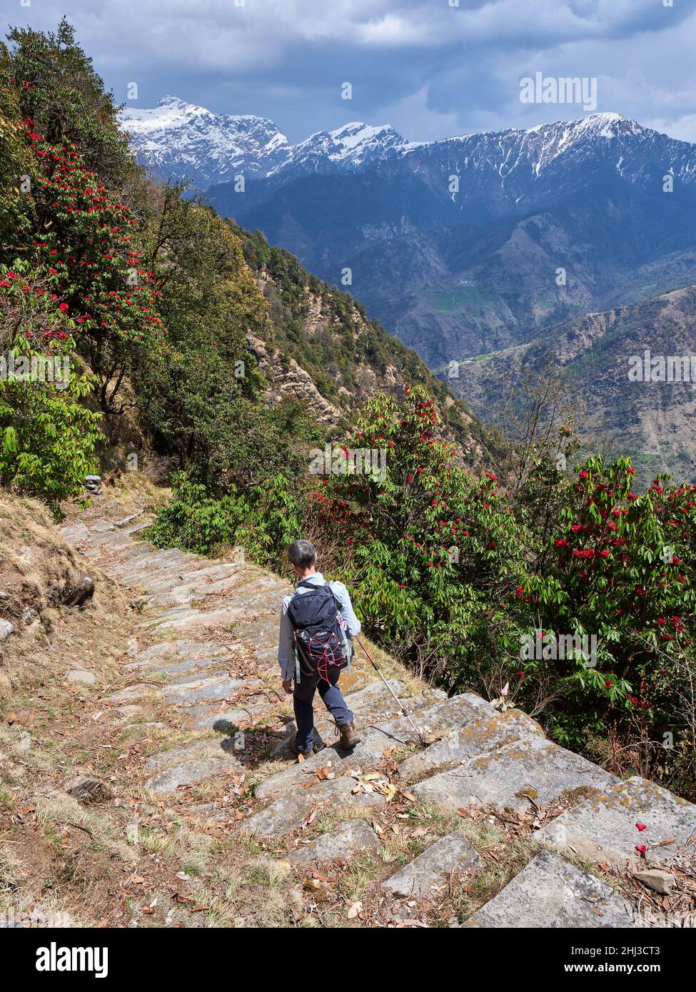 Walker descendant des sentiers de montagne abrupts à travers les Rhododendrons d'arbres au-dessus de la vallée de Saryu dans l'Himalaya d'Uttarakhand Nord de l'Inde Banque D'Images